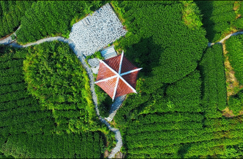 吉首市馬頸坳鎮(zhèn)隘口村是“湘西黃金茶第一村”，被譽(yù)為“全國茶旅融合十條精品線路”上的明珠。.gif